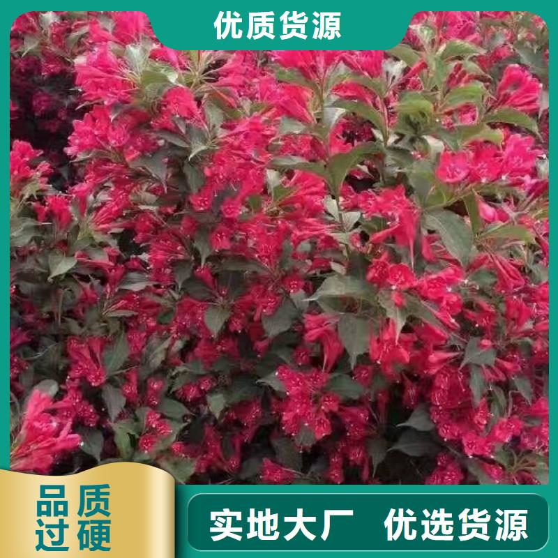 实力雄厚的红王子锦带供货商