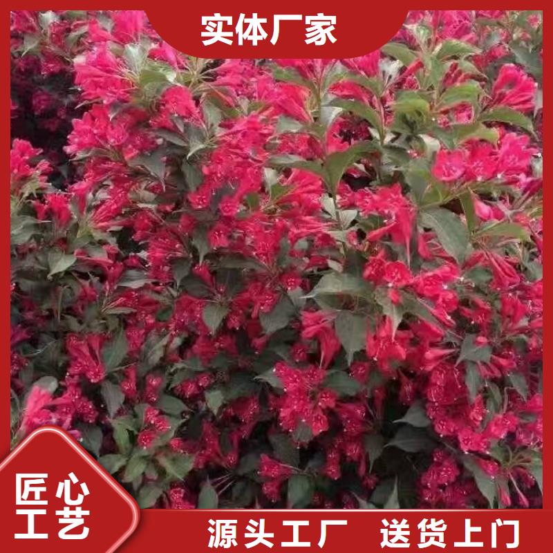 红王子锦带批发定制