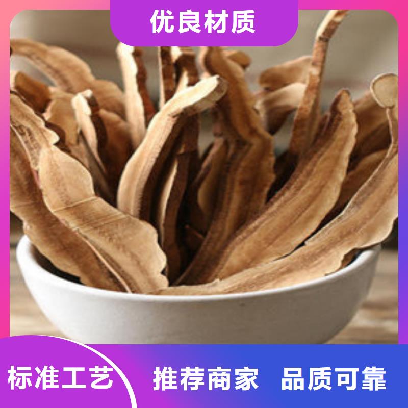 灵芝菌种批发新行情