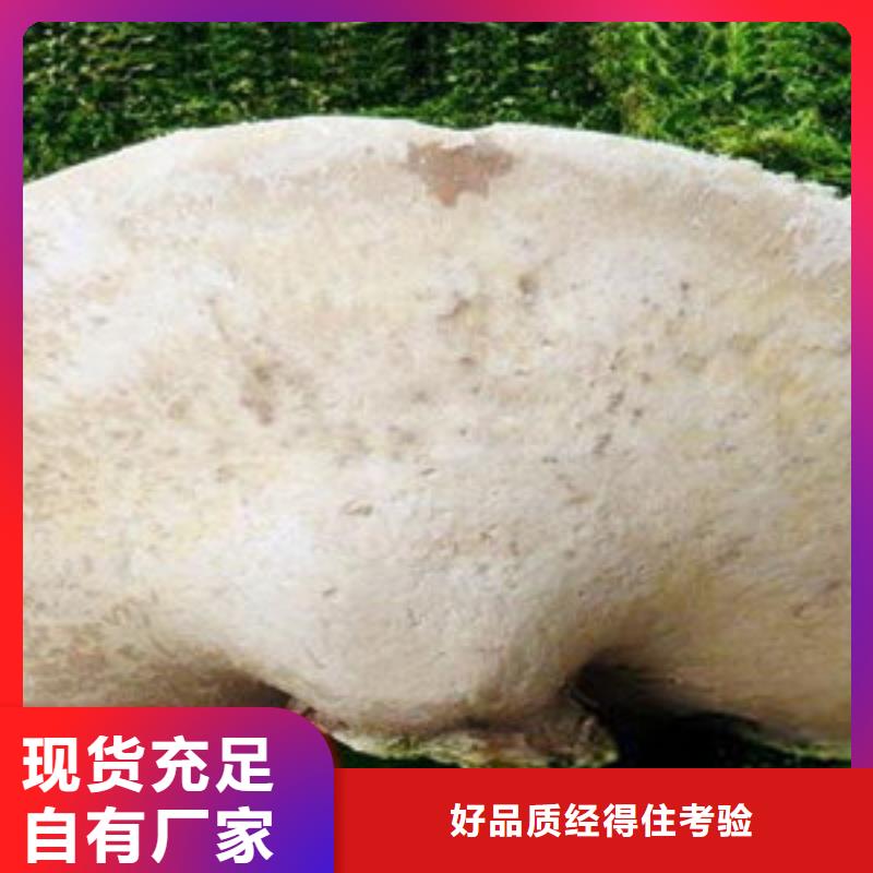 灵芝栽培技术培训