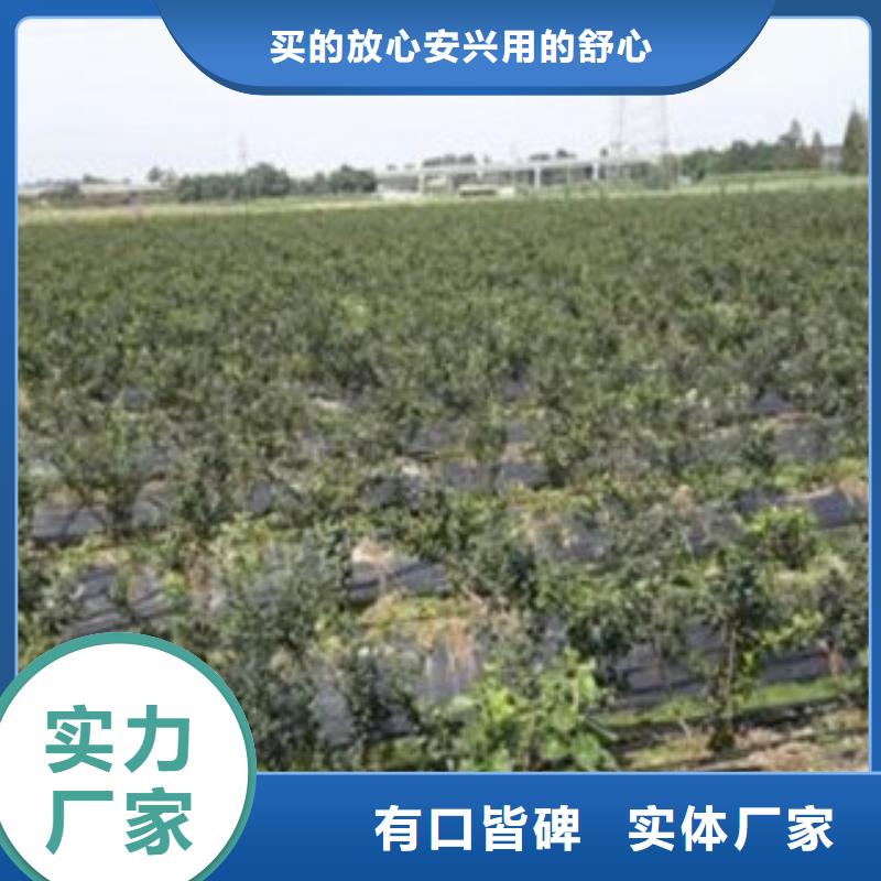 蓝莓苗_我们是厂家