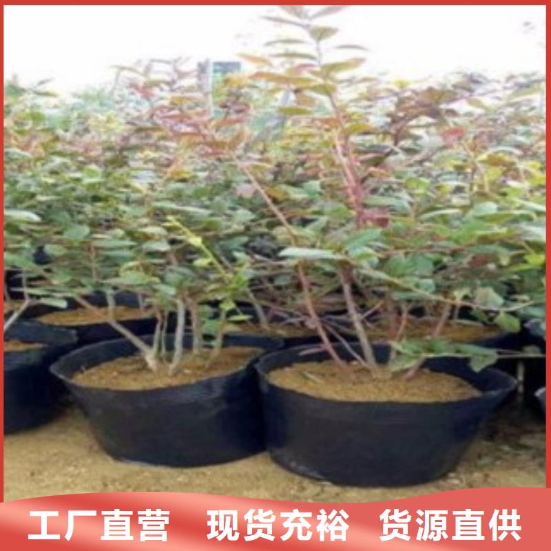蓝莓苗批发零售-定做