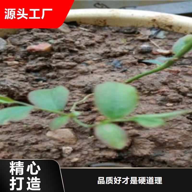 蓝莓苗厂家——十余年更专业