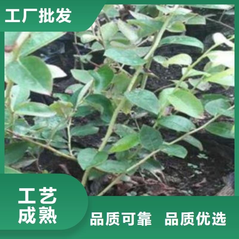 蓝莓苗厂家——十余年更专业