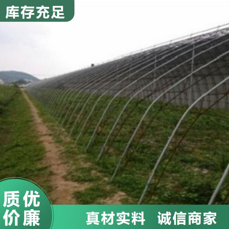 专业生产制造蓝莓苗的厂家