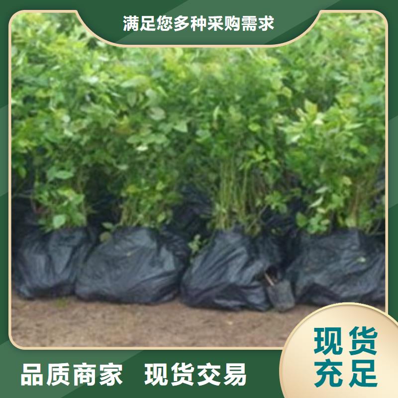蓝莓苗可零售