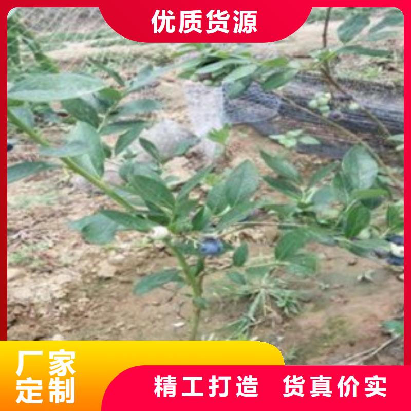 蓝莓苗图文介绍
