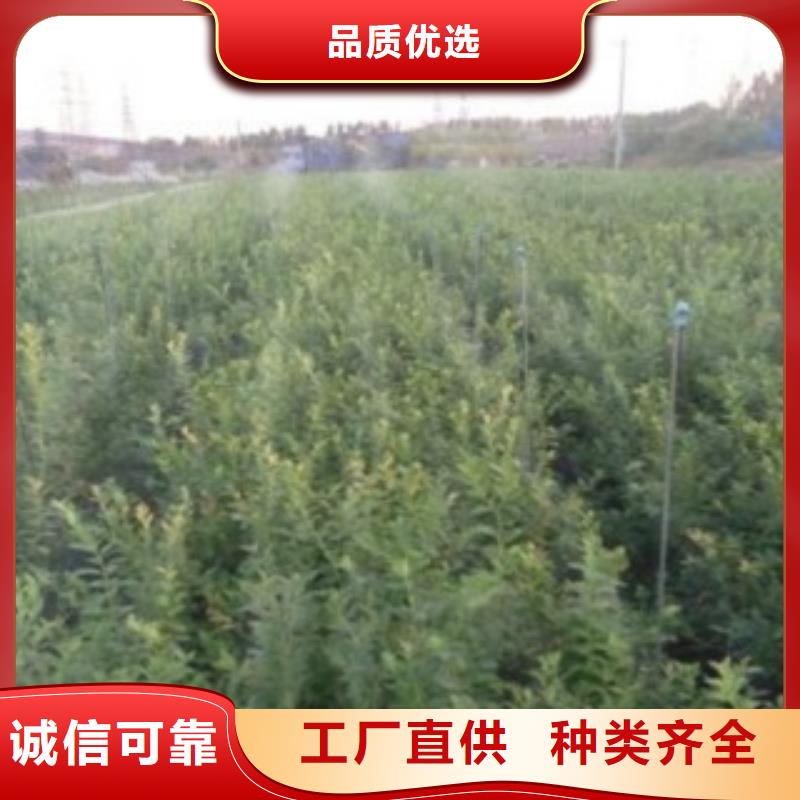蓝莓苗定制厂家