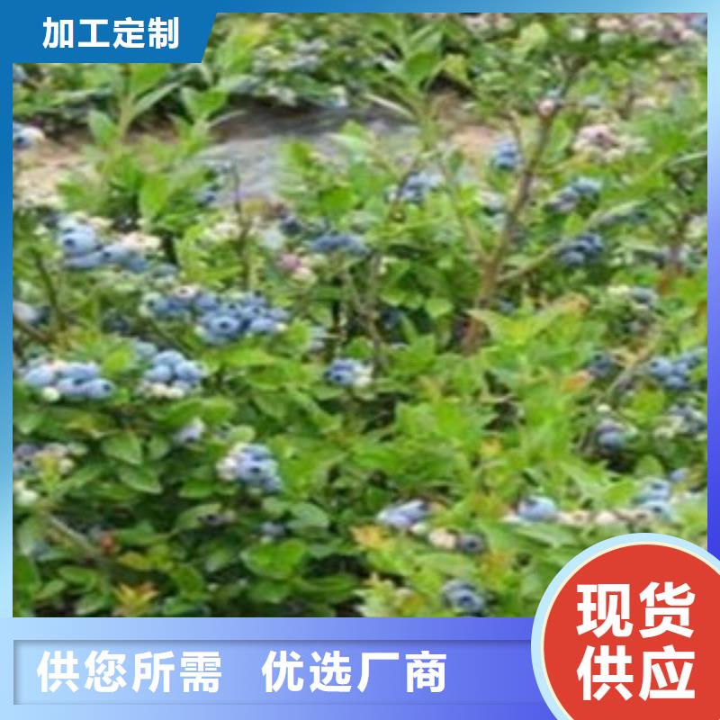 蓝莓苗重信誉厂家
