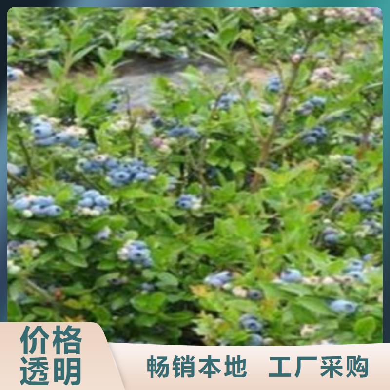 蓝莓苗制造商