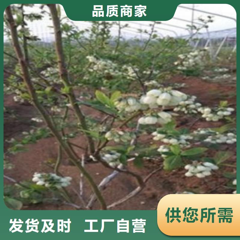 采购蓝莓苗必看-图文介绍