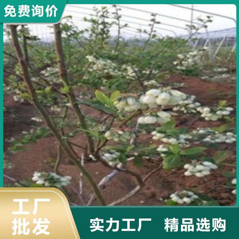 蓝莓苗包邮现货直销