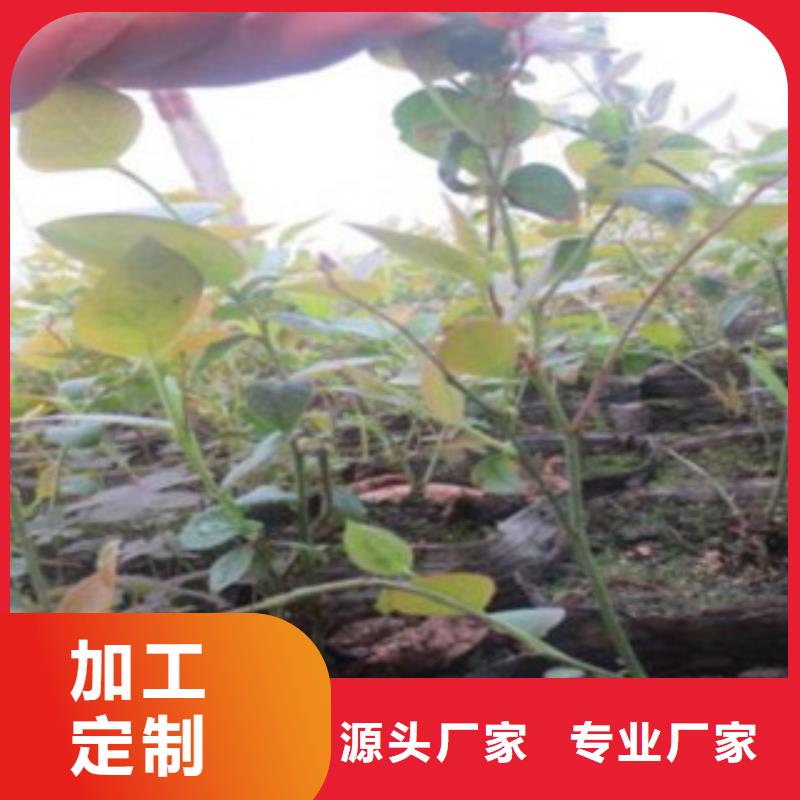 采购蓝莓苗必看-图文介绍