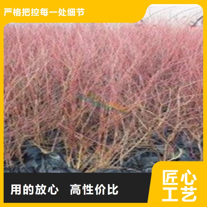 定做蓝莓苗的当地厂家