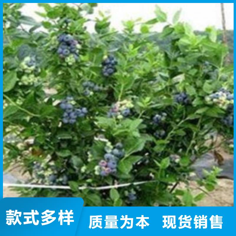 蓝莓苗重信誉厂家