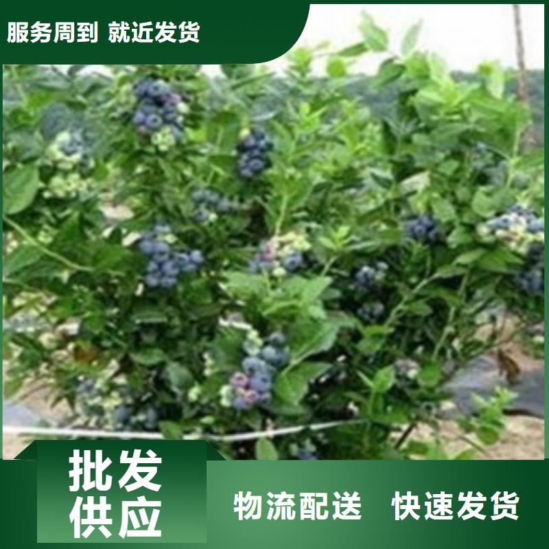 伯克利蓝莓苗【关键词2