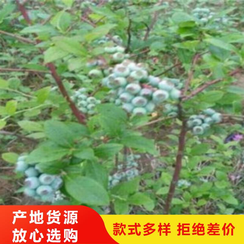 蓝莓苗可零售