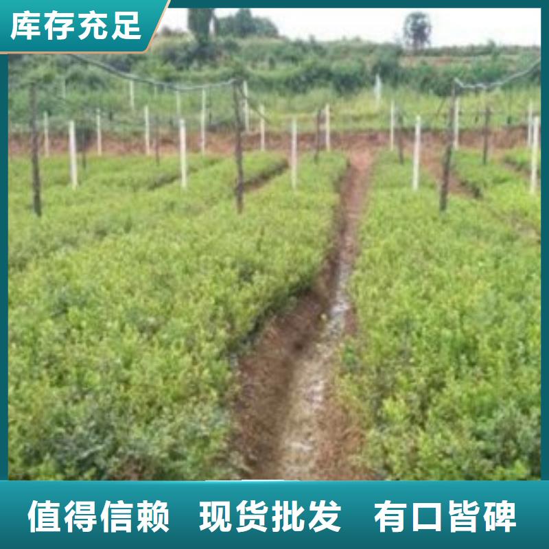蓝莓苗生产商_泰源苗木基地