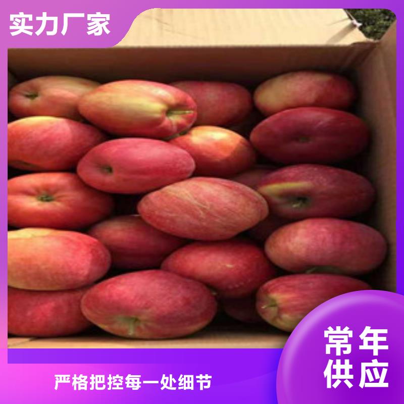 优选：苹果苗工厂