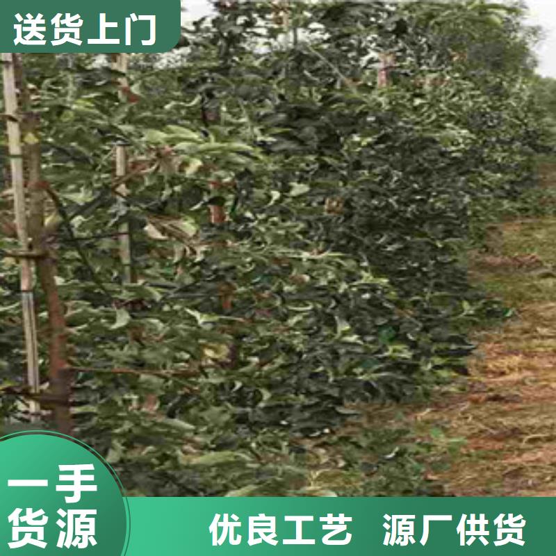 苹果苗加工