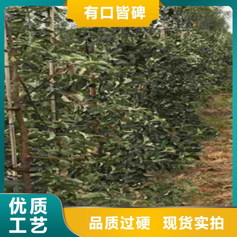 优选：苹果苗工厂