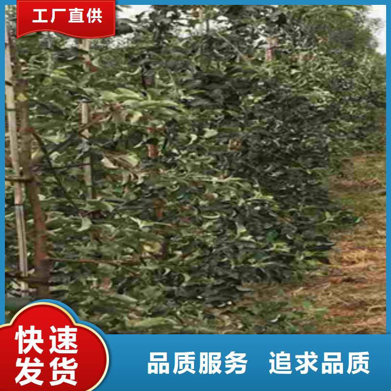 苹果苗价格免费咨询