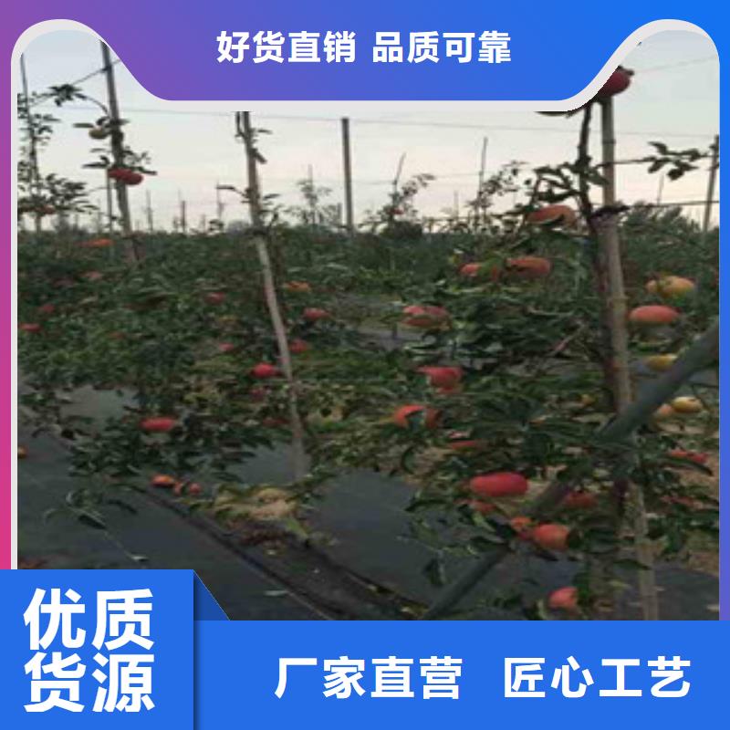 本地的苹果苗实体厂家