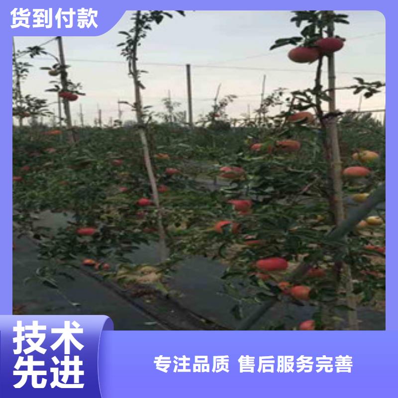 苹果苗成功案例