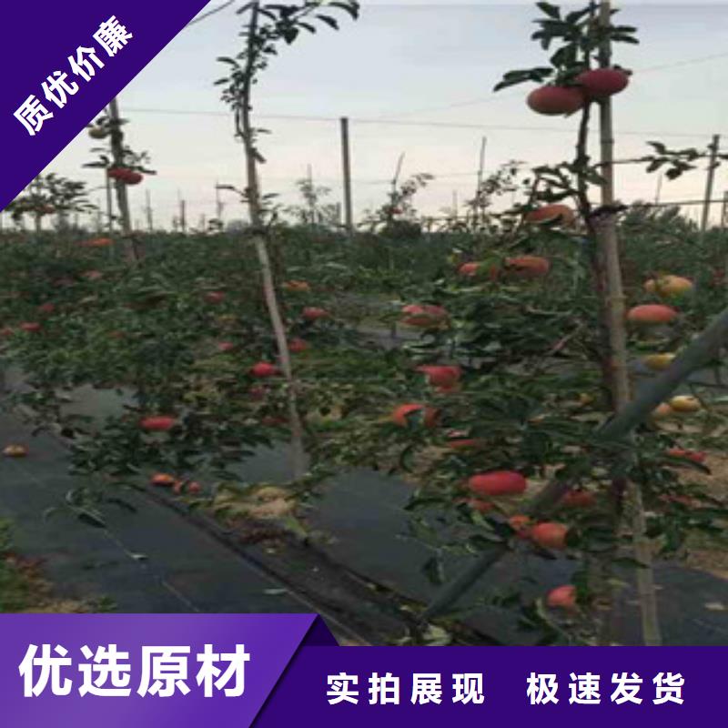 苹果苗直销厂家