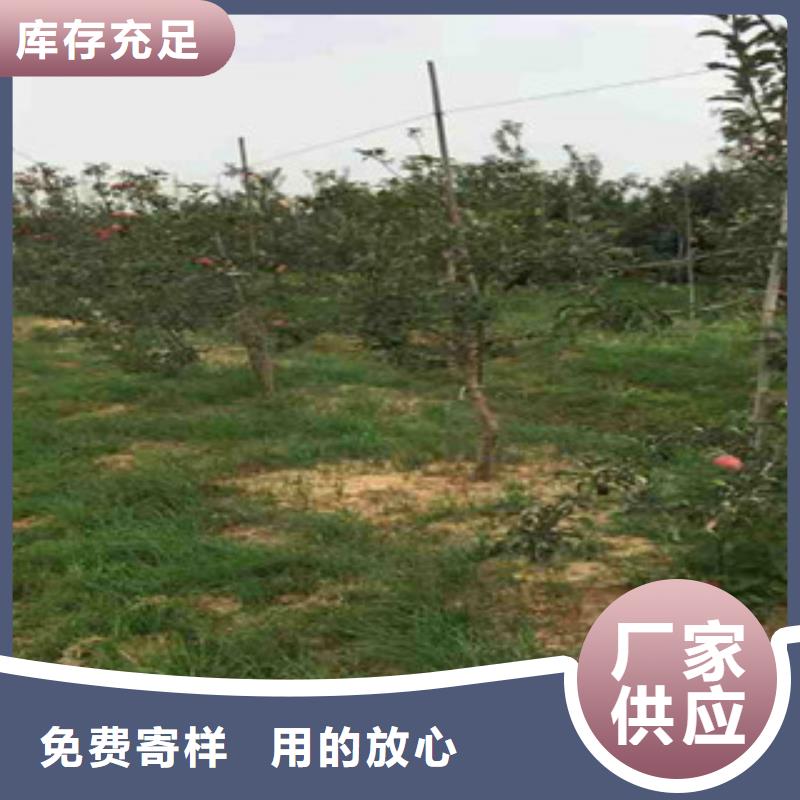 苹果苗支持非标定制