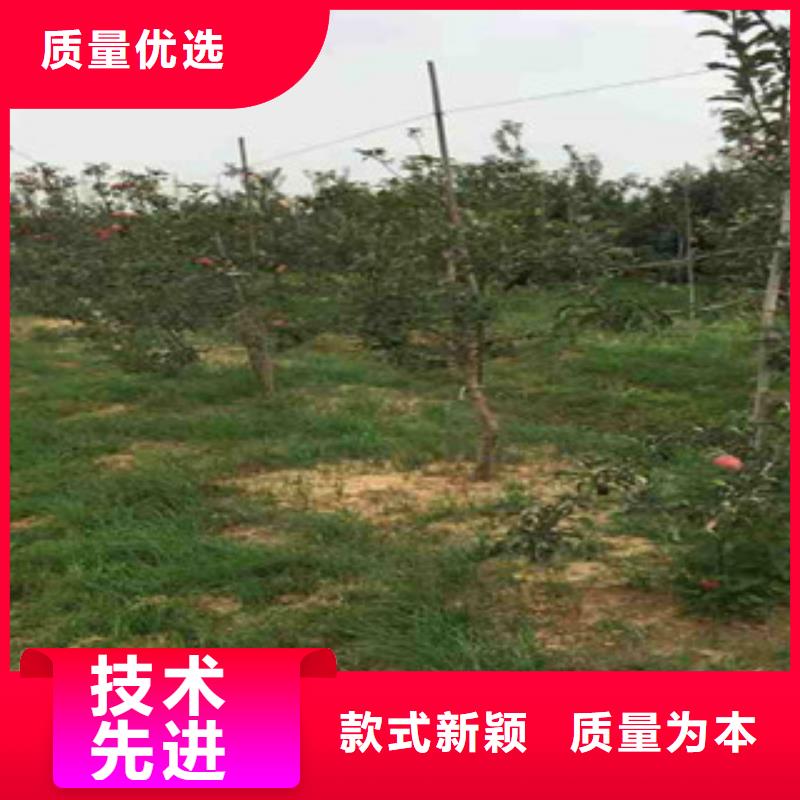供应批发苹果苗-品牌