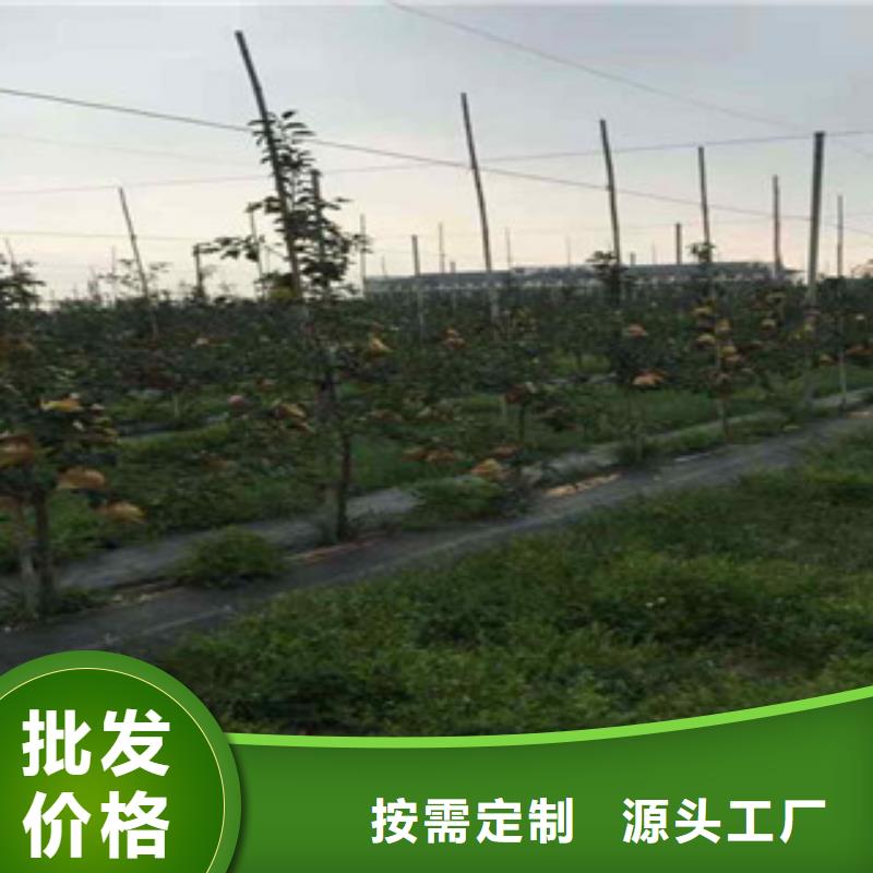 苹果苗-送货上门