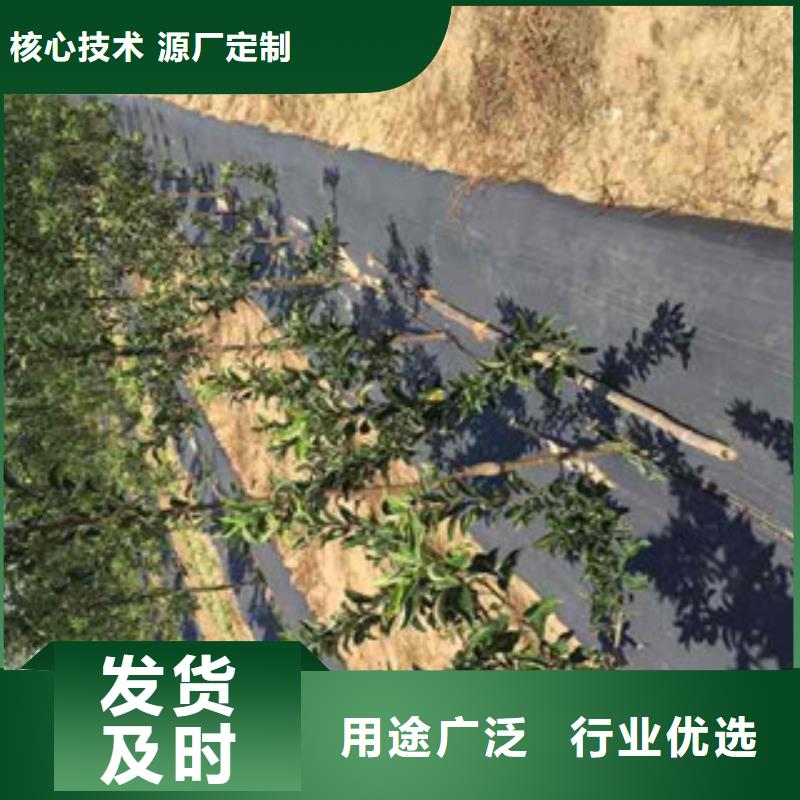 苹果苗订购找大品牌