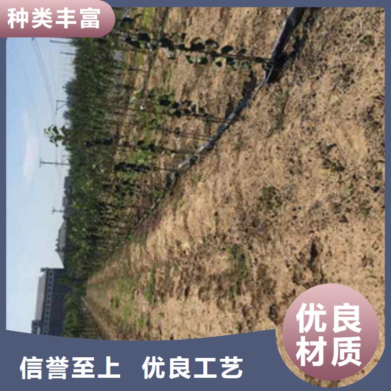 苹果苗-钜惠来袭