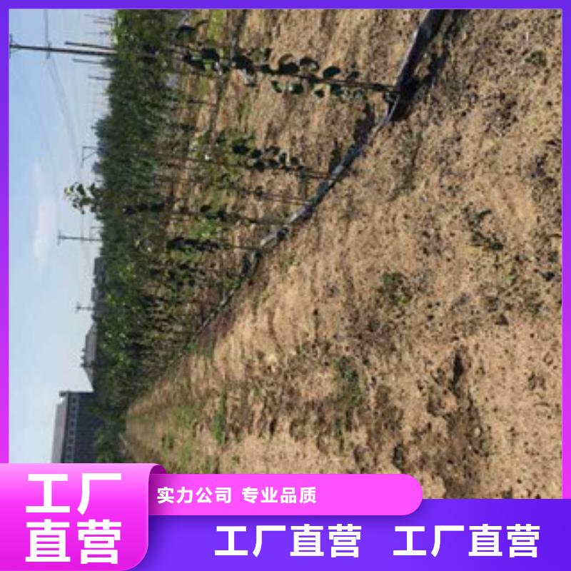 苹果苗批发选购