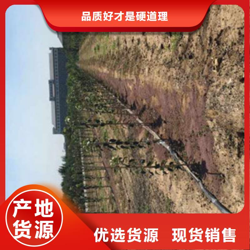 苹果苗品牌厂家-买着放心