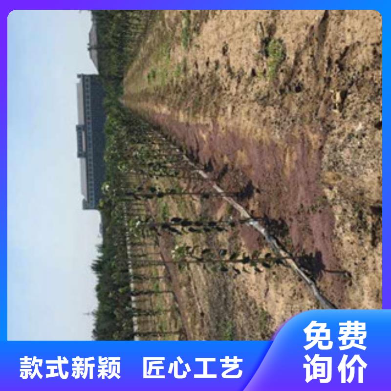 苹果苗支持非标定制