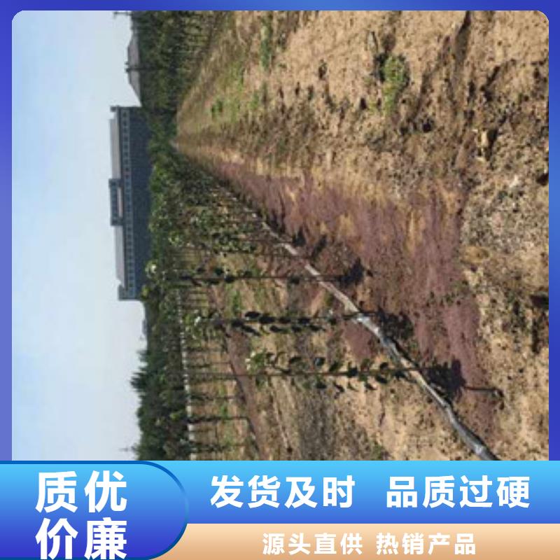 苹果苗欢迎下单