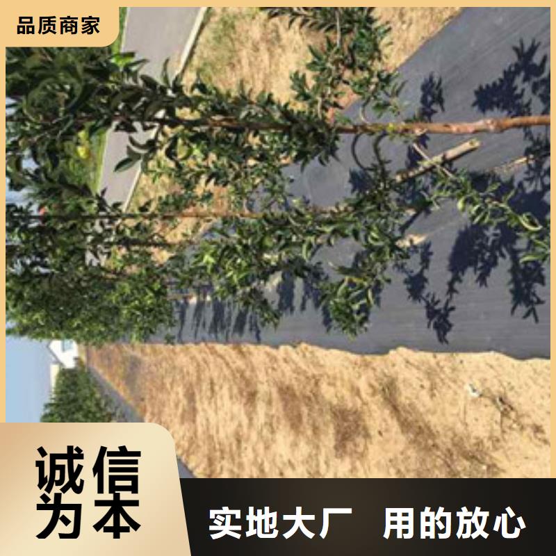 苹果苗-送货上门