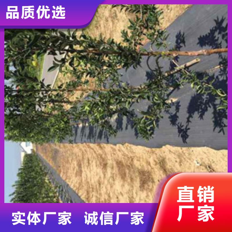 质量优的孝感苹果苗供货商