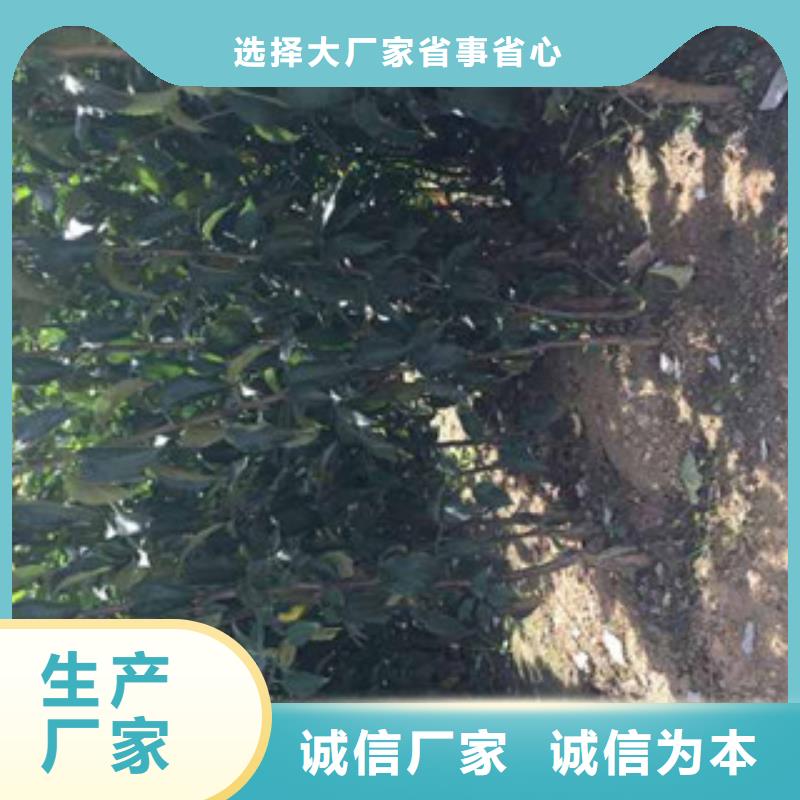 常年供应苹果苗-现货供应