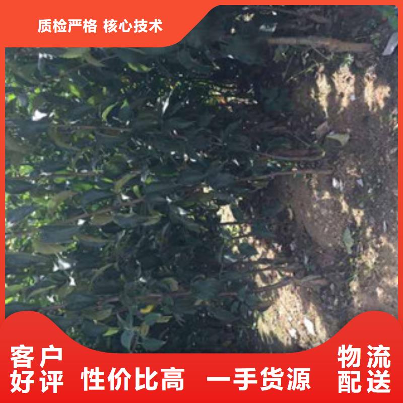 买苹果苗认准泰源苗木基地