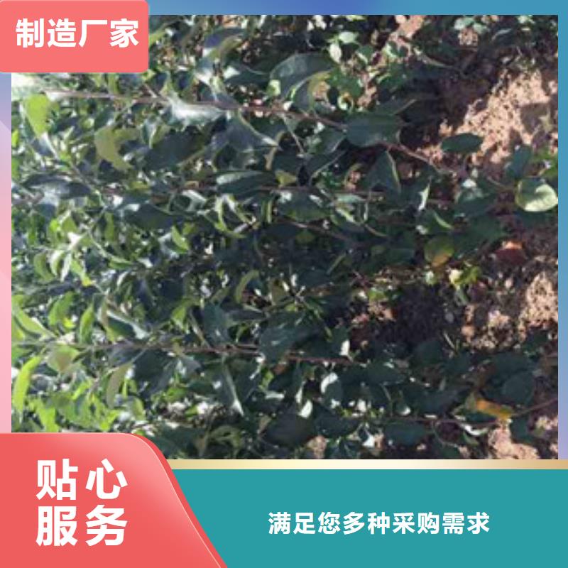 苹果苗批发选购
