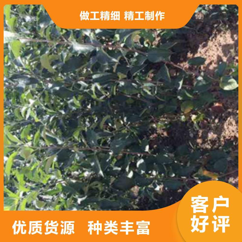 苹果苗产地直销