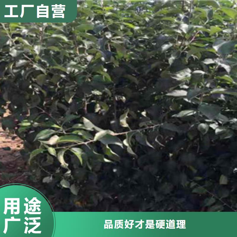 苹果苗供应商求