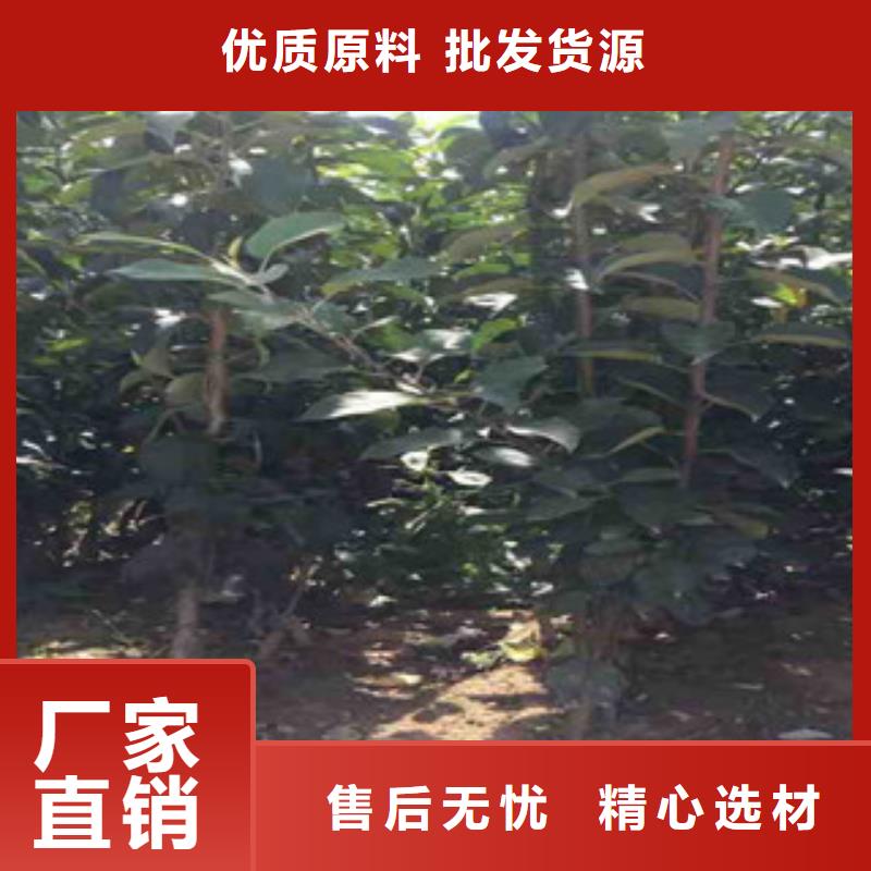苹果苗价格品牌:泰源苗木基地