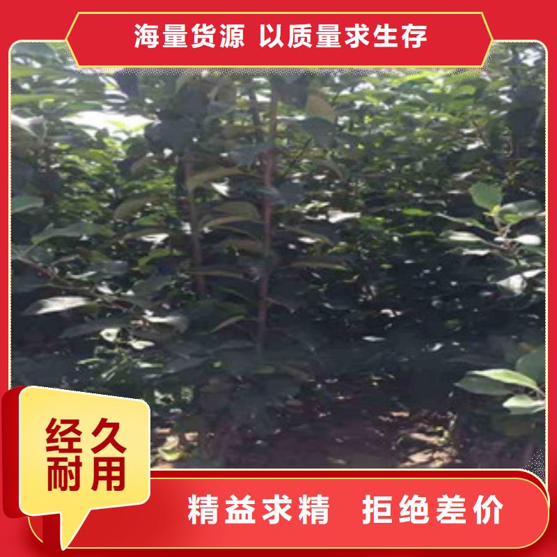 苹果苗产地直销