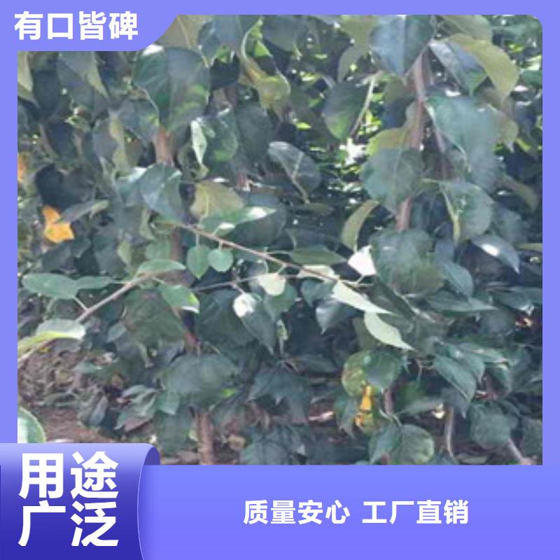 苹果苗足量供应
