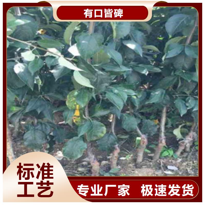 苹果苗厂家直销-欢迎新老客户来电咨询