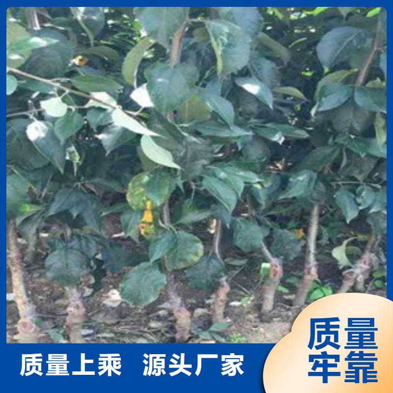 苹果苗直销厂家